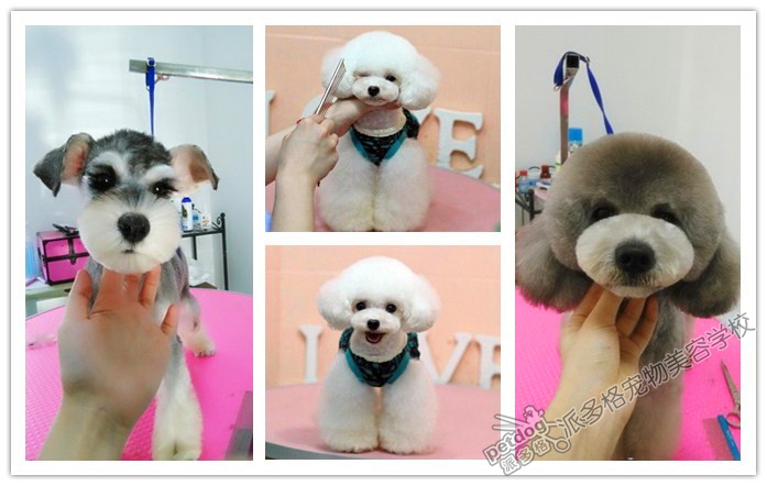 贵宾犬造型