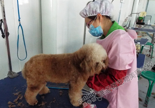 派多格宠物美容师