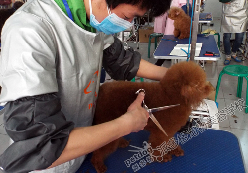 派多格宠物美容师
