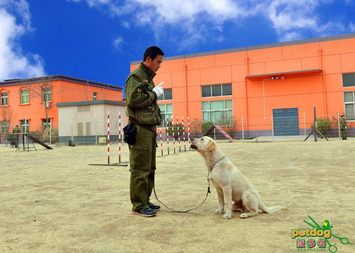 派多格训犬师