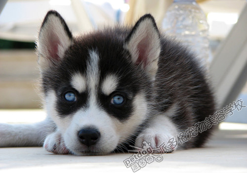 派多格训犬培训