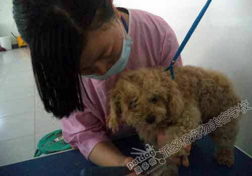 派多格宠物美容师