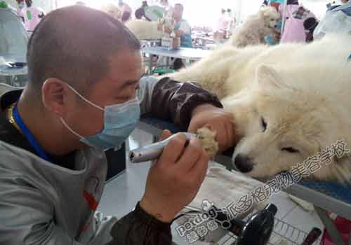 派多格宠物美容师