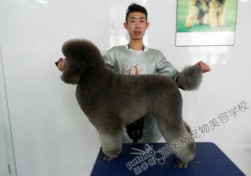 宠物美容师