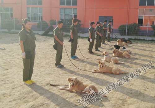 派多格训犬师