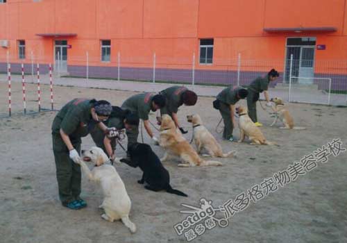 派多格训犬师