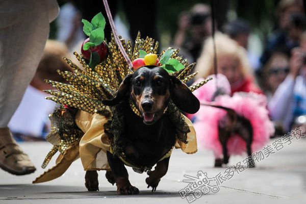 圣彼得堡腊肠犬“盛装”游行萌翻人