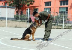 派多格训犬第五期训犬课堂——基础动作