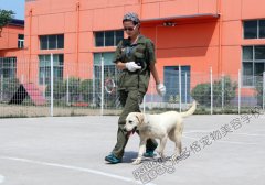 派多格训犬第五期训犬课堂——牵犬