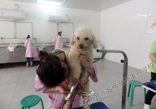 派多格宠物美容师