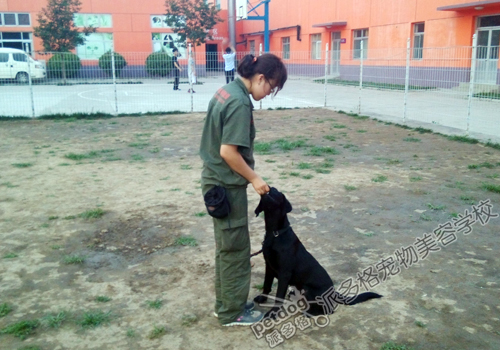 派多格训犬师