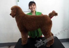 北京派多格宠物美容学校第53期巨贵美容展示
