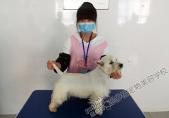 派多格宠物美容学校第54期梗犬实操课