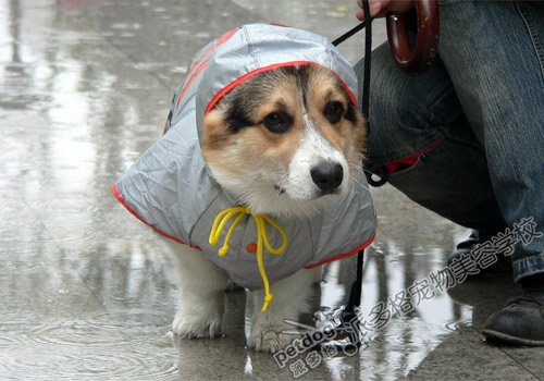 雨天如何遛狗