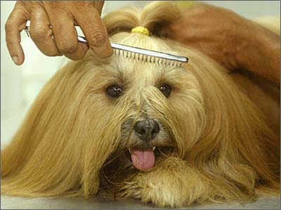 派多格宠物美容师