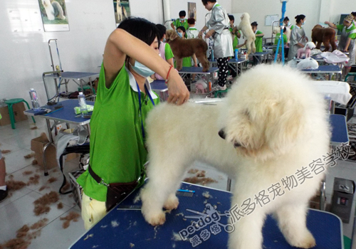 宠物美容学校排名_宠物美容图片