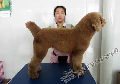 派多格宠物美容师