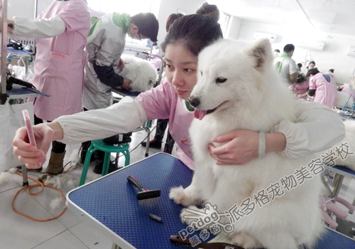 派多格宠物美容师
