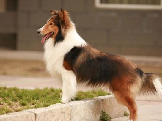 喜乐蒂牧羊犬