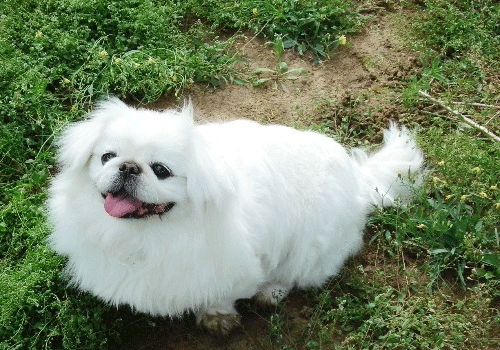京巴犬