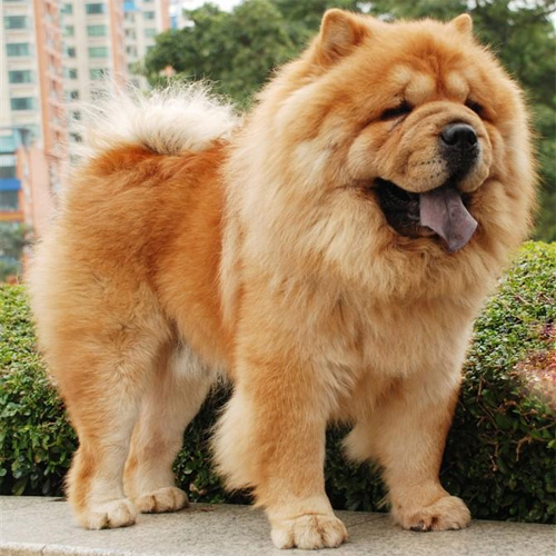 松狮犬好训练吗