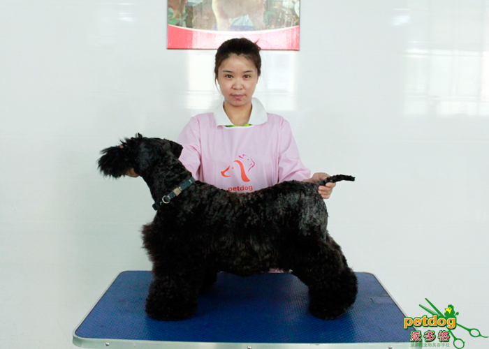 派多格宠物美容师