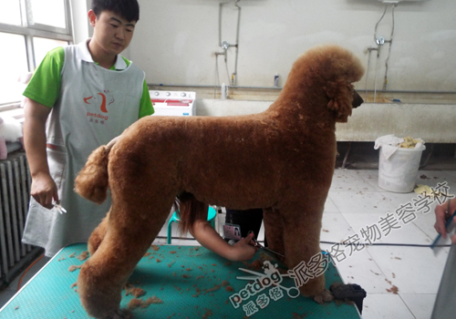 派多格宠物美容师