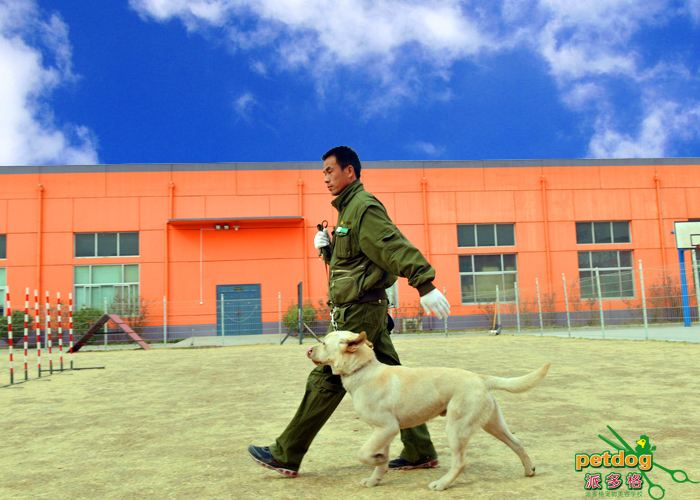 派多格训犬师