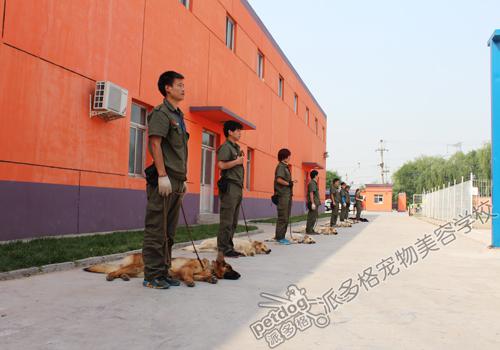 派多格训犬师