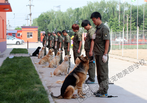 派多格训犬师