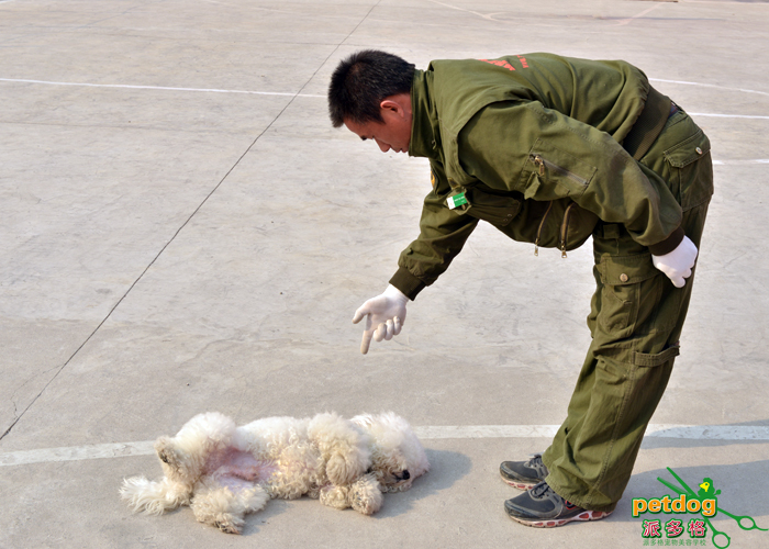 派多格训犬师