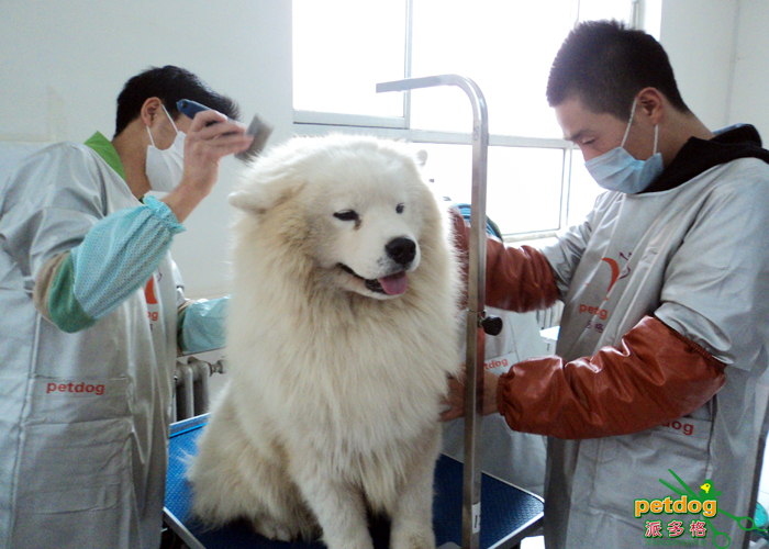 派多格宠物美容师