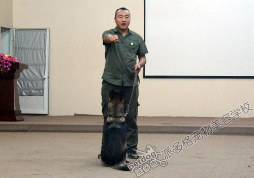 派多格训犬师