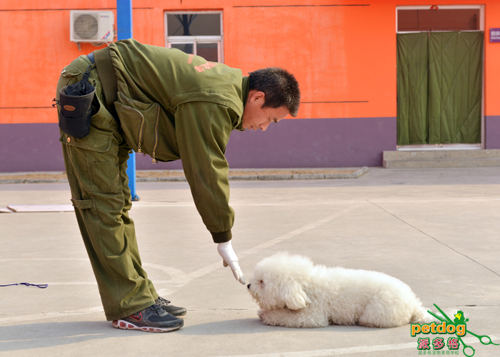 派多格训犬师