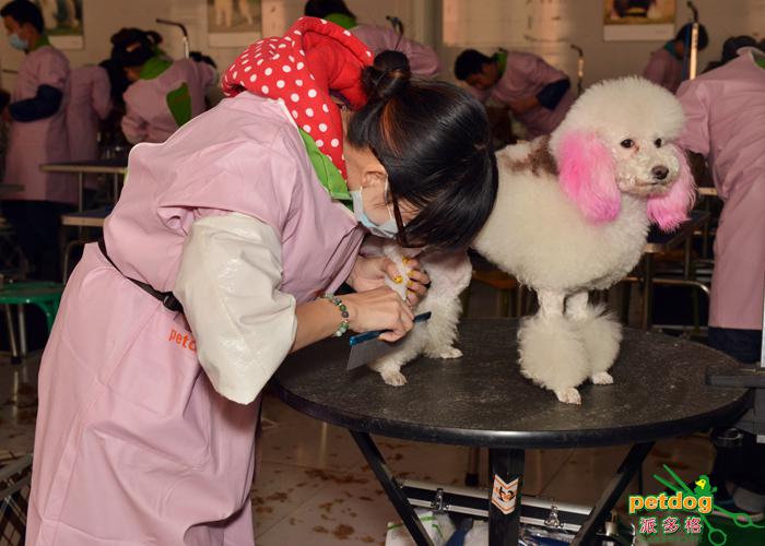 派多格宠物美容师