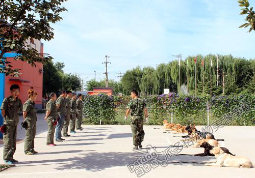 派多格训犬师