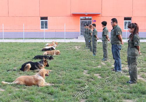 派多格训犬师