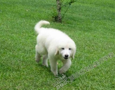 大白熊犬