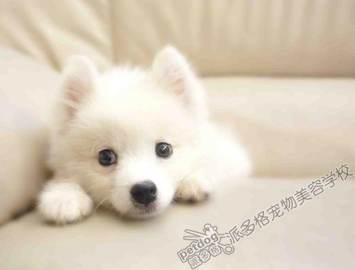 银狐犬