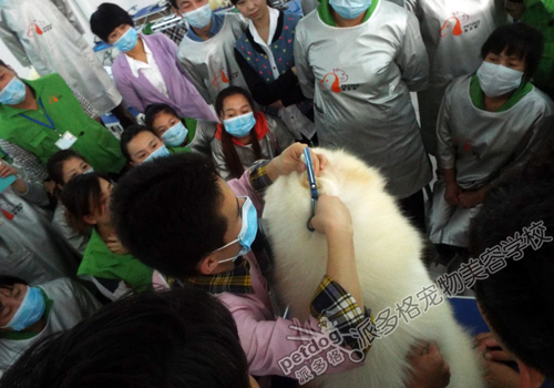 派多格宠物美容师