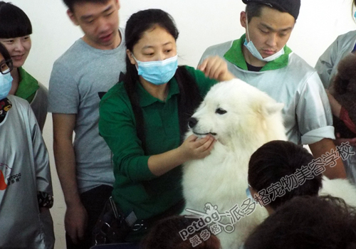 派多格宠物美容师