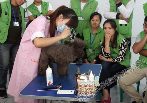 派多格宠物美容师