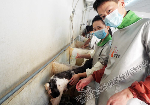 派多格宠物美容师