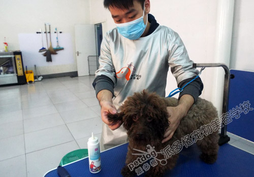 派多格宠物美容师