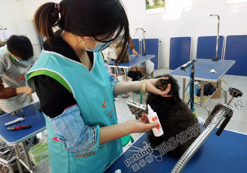 派多格宠物美容师