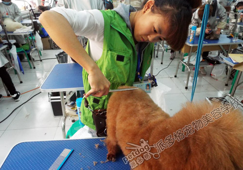 派多格宠物美容师