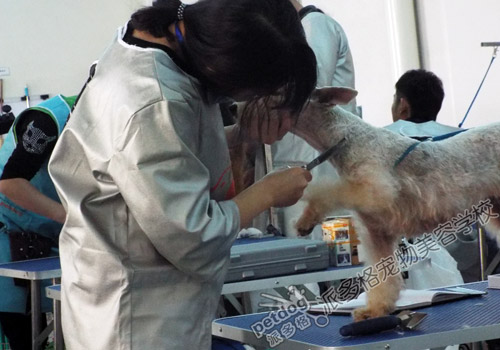 派多格宠物美容师