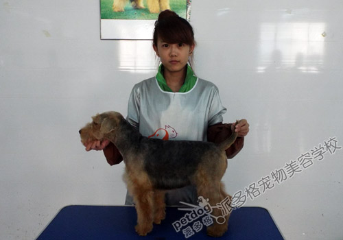 派多格宠物美容师