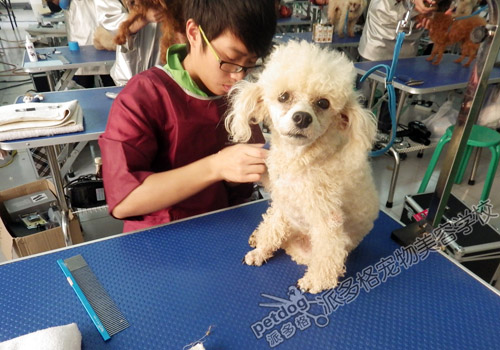 派多格宠物美容师