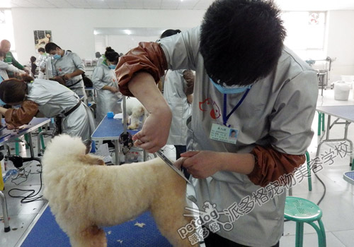 派多格宠物美容师